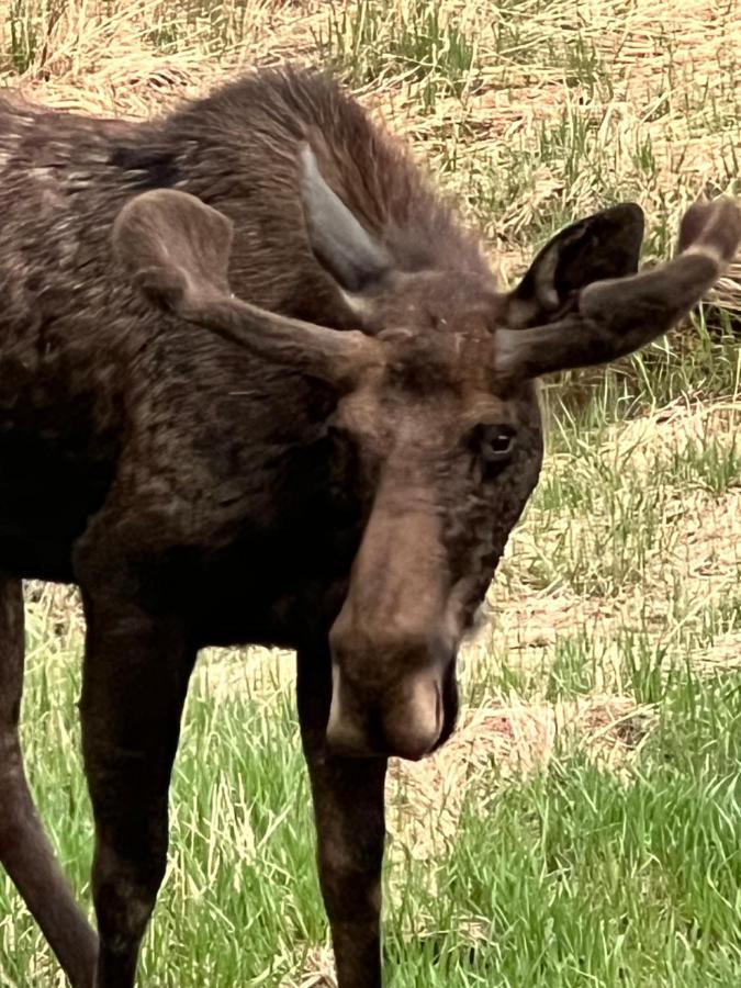 Meandering Moose Apartment Vacation Rental Black Hawk Luaran gambar