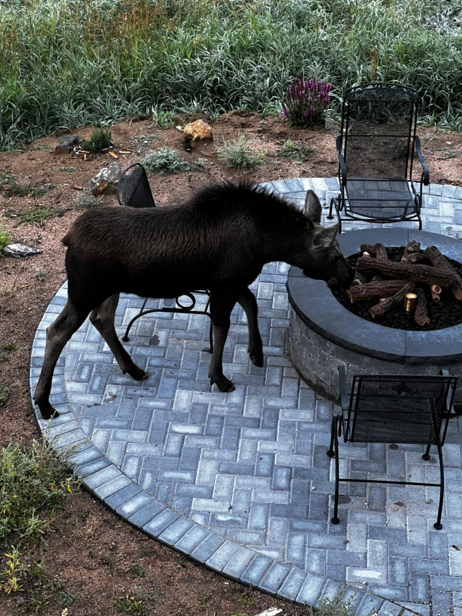 Meandering Moose Apartment Vacation Rental Black Hawk Luaran gambar