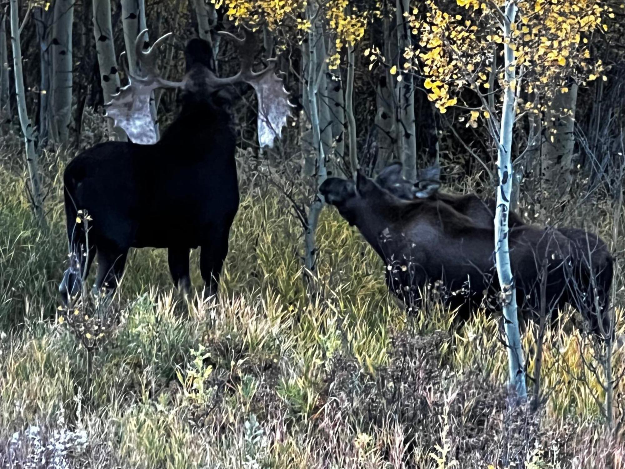 Meandering Moose Apartment Vacation Rental Black Hawk Luaran gambar