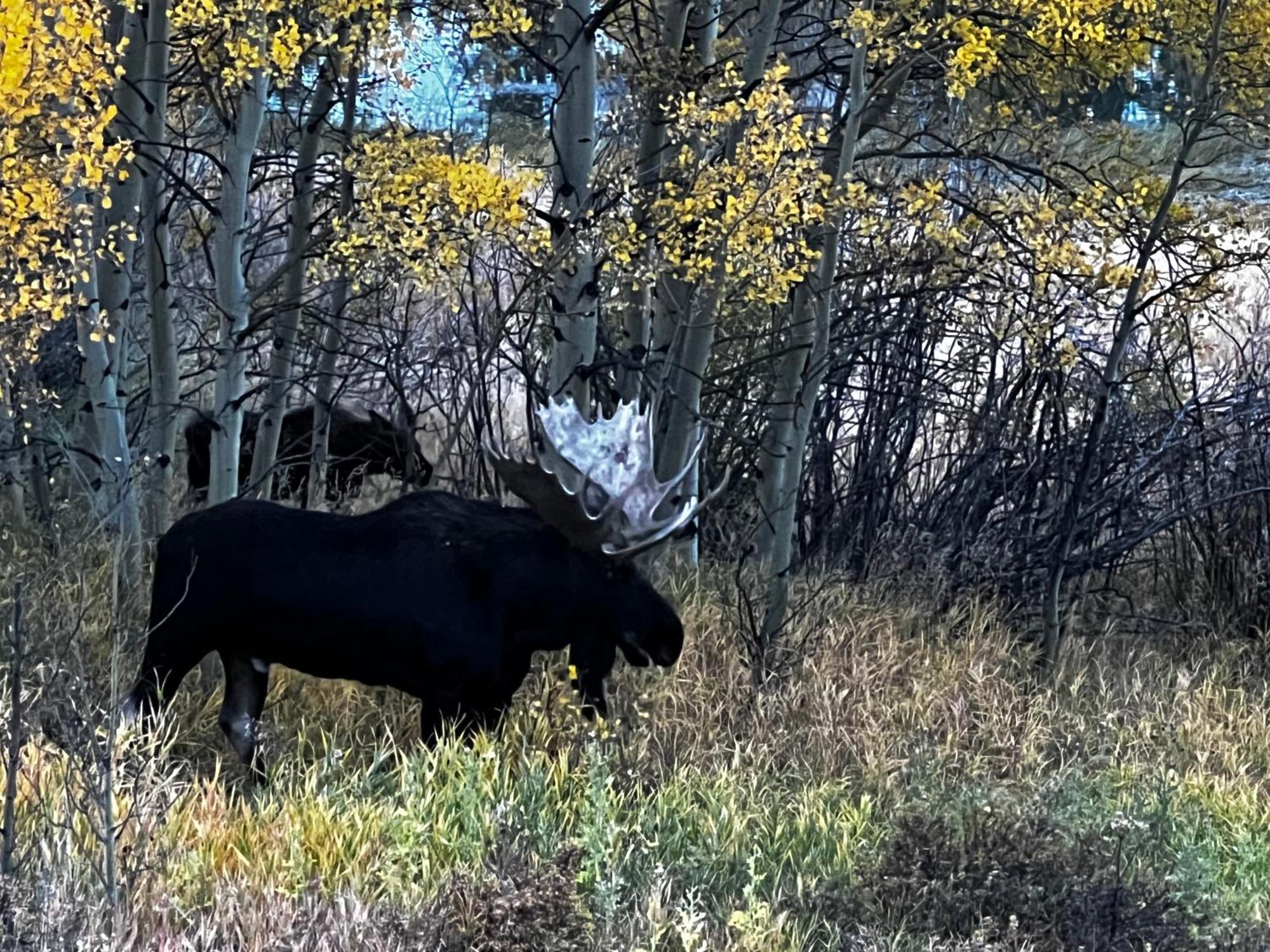Meandering Moose Apartment Vacation Rental Black Hawk Luaran gambar